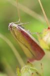 Oncocera semirubella