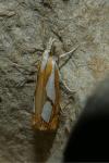 Catoptria