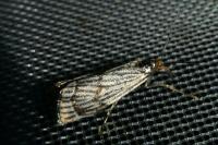 Chrysocramboides craterellus
