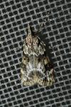 Eudonia delunella