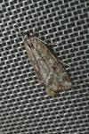 Eudonia pallida