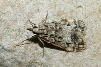 Eudonia