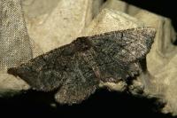 Nychiodes