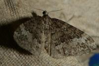 Perizoma hydrata