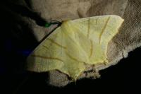 Ourapteryx sambucaria