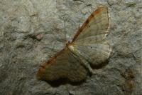 Idaea humiliata