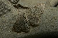 Idaea alyssumata/typicata
