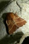Malacosoma neustria