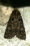Dichagyris nigrescens