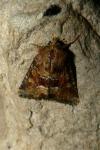 Oligia fasciuncula