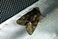 Oligia