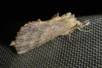 Pterostoma palpina