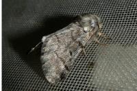 Thaumetopoea pityocampa