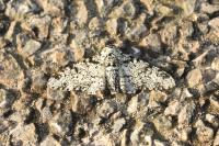 Biston betularia