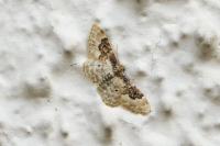 Idaea rusticata