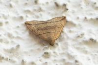 Herminia grisealis
