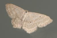 Scopula incanata