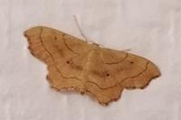 Idaea emarginata