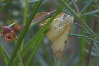 Evergestis extimalis