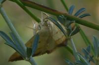 Evergestis extimalis