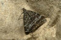 Evergestis sophialis