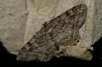 Alcis repandata