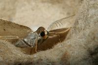 Cabera exanthemata