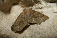Odontopera bidentata