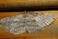 Peribatodes perversaria
