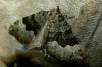 Colostygia aptata