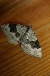 Epirrhoe galiata