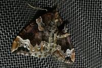 Eulithis prunata