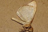 Rhodostrophia vibicaria