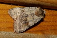 Diarsia mendica
