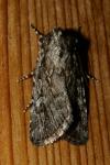 Dichagyris signifera
