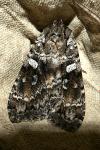 Eurois occulta