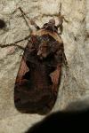 Xestia c-nigrum