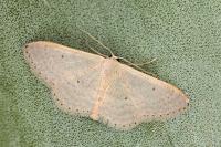 Idaea predotaria