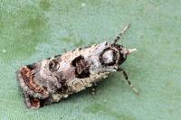 Epilecta linogrisea