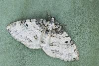 Solitanea mariae