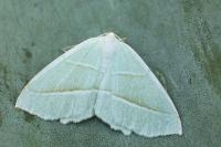 Campaea margaritaria