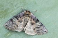 Tethea ocularis