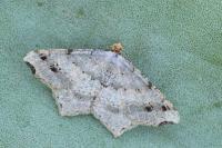 Macaria alternata