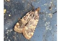 Aglossa caprealis