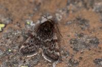 Asarta aethiopella