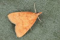 Anania crocealis