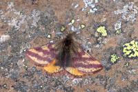 Lythria plumularia
