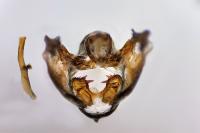 Psodos coracina