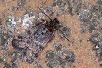 Asarta aethiopella