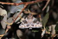 Hecatera dysodea